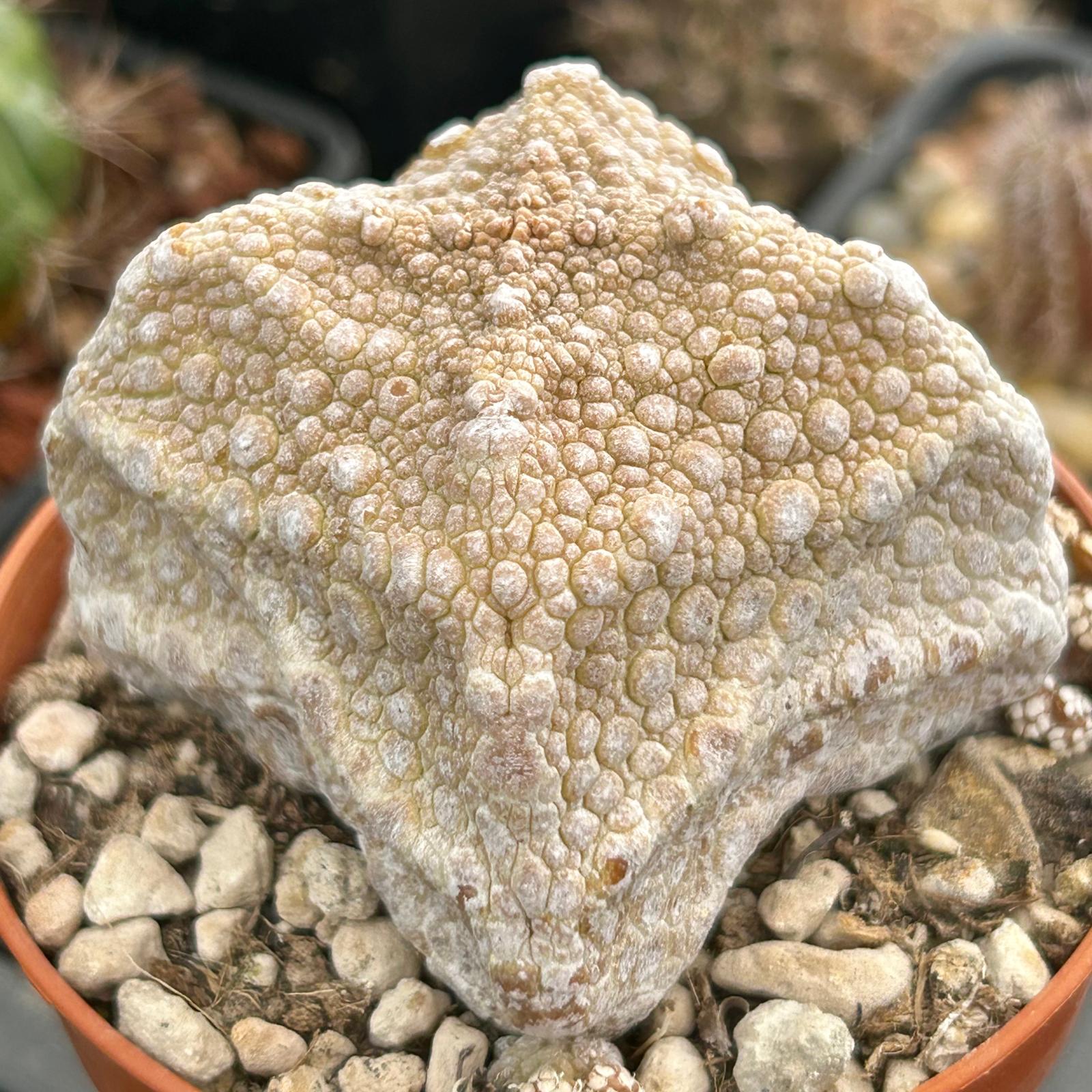 Pseudolithos Migiurtinus "Cube"